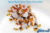 + Snow Onyx Clownfish *PLEASE CONTACT FOR AVAILABILITY BEFORE ORDERING