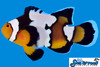 + Longfin Snow Onyx Clownfish *PLEASE CONTACT FOR AVAILABILITY BEFORE ORDERING