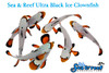 + Ultra Black Ice Clownfish *PLEASE CONTACT FOR AVAILABILITY BEFORE ORDERING