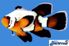 + Longfin Premium Black Ice Clownfish *PLEASE CONTACT FOR AVAILABILITY BEFORE ORDERING