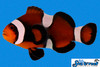 + Maine Mocha Clownfish *PLEASE CONTACT FOR AVAILABILITY BEFORE ORDERING