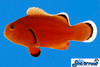+ Naked Clownfish *PLEASE CONTACT FOR AVAILABILITY BEFORE ORDERING