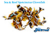 + Spotcinctus Clownfish *PLEASE CONTACT FOR AVAILABILITY BEFORE ORDERING