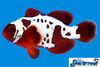 + Gold Lightning Maroon Clownfish *PLEASE CONTACT FOR AVAILABILITY BEFORE ORDERING
