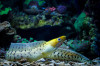 + Yellow Head Moray Eel *PLEASE CONTACT FOR AVAILABILITY BEFORE ORDERING