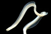 + White Ribbon Eel *PLEASE CONTACT FOR AVAILABILITY BEFORE ORDERING