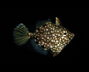 + ORA Pygmy Filefish: Captive Bred *PLEASE CONTACT FOR AVAILABILITY BEFORE ORDERING