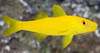 + Yellow Goatfish *PLEASE CONTACT FOR AVAILABILITY BEFORE ORDERING