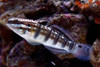 + Sleeper Banded Bullet Goby *PLEASE CONTACT FOR AVAILABILITY BEFORE ORDERING