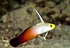 + Firefish Goby *PLEASE CONTACT FOR AVAILABILITY BEFORE ORDERING