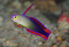 + Purple Firefish Goby
