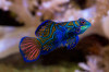 + Green Mandarin Dragonet: Female *PLEASE CONTACT FOR AVAILABILITY BEFORE ORDERING