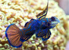 + Green Mandarin Dragonet Goby: Male *PLEASE CONTACT FOR AVAILABILITY BEFORE ORDERING