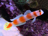 + Orange Banded Prawn Goby *PLEASE CONTACT FOR AVAILABILITY BEFORE ORDERING