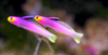 + Helfrich's Firefish Goby *PLEASE CONTACT FOR AVAILABILITY BEFORE ORDERING