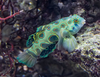 + Yellow (Target) Mandarin Goby *PLEASE CONTACT FOR AVAILABILITY BEFORE ORDERING