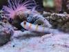 + Randall's Goby *PLEASE CONTACT FOR AVAILABILITY BEFORE ORDERING