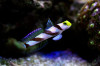 + Yellow Rose (Antenna) Goby *PLEASE CONTACT FOR AVAILABILITY BEFORE ORDERING