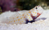 + Orangespot Prawn Goby *PLEASE CONTACT FOR AVAILABILITY BEFORE ORDERING