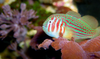 + Green Clown Goby *PLEASE CONTACT FOR AVAILABILITY BEFORE ORDERING