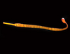 + Captive Bred Yellow Banded Pipefish *PLEASE CONTACT FOR AVAILABILITY BEFORE ORDERING
