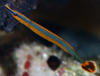+ Captive Bred Bluestripe Pipefish *PLEASE CONTACT FOR AVAILABILITY BEFORE ORDERING