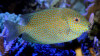 + Golden Rabbitfish *PLEASE CONTACT FOR AVAILABILITY BEFORE ORDERING