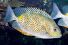 + Orangespot Rabbitfish *PLEASE CONTACT FOR AVAILABILITY BEFORE ORDERING