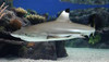 + Black Tip Reef Shark *PLEASE CONTACT FOR AVAILABILITY BEFORE ORDERING