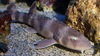 Grey/Brown Bamboo Shark *PLEASE CONTACT FOR AVAILABILITY BEFORE ORDERING