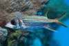 + Sammara Squirrelfish *PLEASE CONTACT FOR AVAILABILITY BEFORE ORDERING