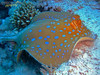 + Blue Spot Stingray: Round