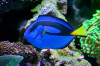 + Blue (Hippo) Tang *PLEASE CONTACT FOR AVAILABILITY BEFORE ORDERING