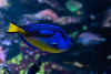 + Blue Hippo Tang: Yellow Belly *PLEASE CONTACT FOR AVAILABILITY BEFORE ORDERING