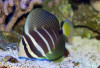 + Sailfin Tang