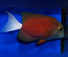 + White Tail Yellow Eye Tang *PLEASE CONTACT FOR AVAILABILITY BEFORE ORDERING