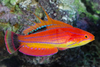 + Carpenter's Flasher Wrasse
