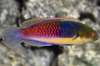 + Blue Sided Fairy Wrasse