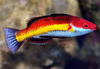 + Naoko's Fairy Wrasse: Male *PLEASE CONTACT FOR AVAILABILITY BEFORE ORDERING