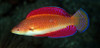 + Ruby Finned Fairy Wrasse *PLEASE CONTACT FOR AVAILABILITY BEFORE ORDERING