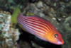+ Eight Line Wrasse *PLEASE CONTACT FOR AVAILABILITY BEFORE ORDERING