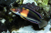+ Balteatus Fairy Wrasse *PLEASE CONTACT FOR AVAILABILITY BEFORE ORDERING