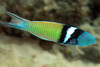 + Bluehead Wrasse: Male *PLEASE CONTACT FOR AVAILABILITY BEFORE ORDERING