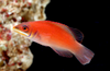 + Disappearing Wrasse *PLEASE CONTACT FOR AVAILABILITY BEFORE ORDERING