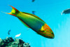 + Lime Green Wrasse *PLEASE CONTACT FOR AVAILABILITY BEFORE ORDERING