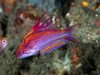 + Line Spot Flasher Wrasse *PLEASE CONTACT FOR AVAILABILITY BEFORE ORDERING