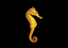 + ORA Captive-Bred Brazilian Seahorse: FEMALE *PLEASE CONTACT FOR AVAILABILITY BEFORE ORDERING