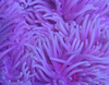* Sebae Anemone: Purple