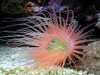 * Tube Anemone: Super Orange
