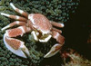 * Anemone Crab